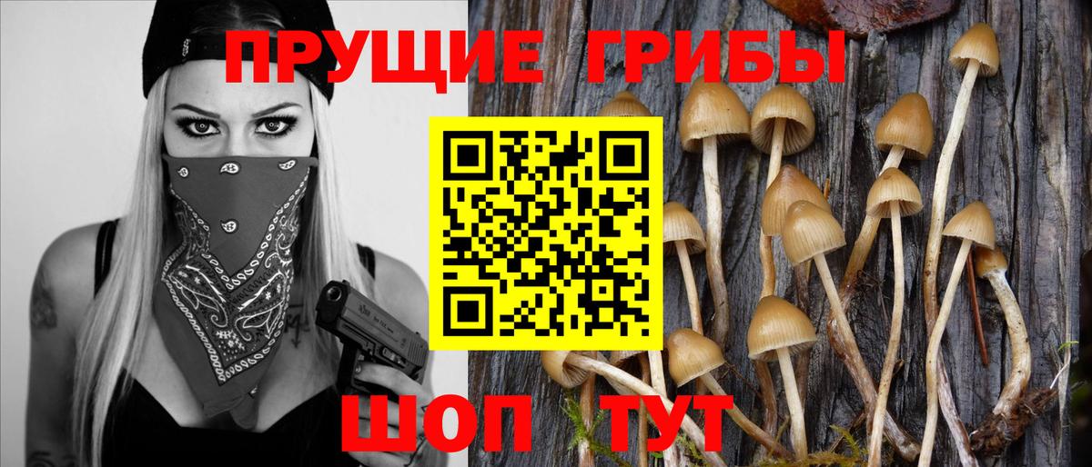 Галлюциногенные грибы Psilocybe Приморско-Ахтарск